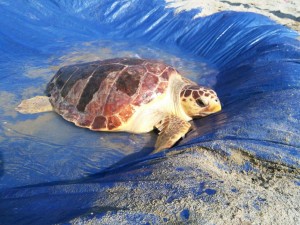 Tartaruga Caretta Caretta