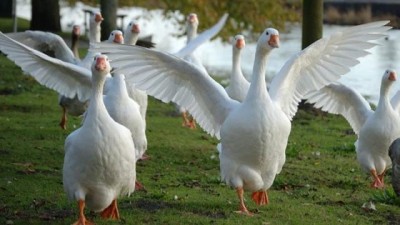 Trebbiatura e piatti tipici con l’oca: Ostra Vetere è in festa