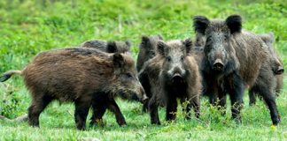 Contenimento dei cinghiali: no della Corte Costituzionale