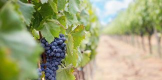 grappolo uva vite