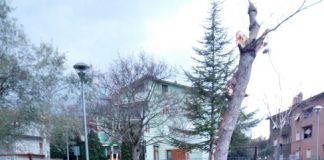 pino caduto San Severino Marche