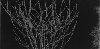 Cesare-Ballardini_Fusignano_1986