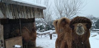 Parco Zoo Falconara, animali in sicurezza nei reparti riscaldati