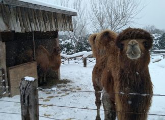 Parco Zoo Falconara, animali in sicurezza nei reparti riscaldati