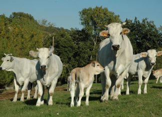 Marchigiana-Bovinmarche