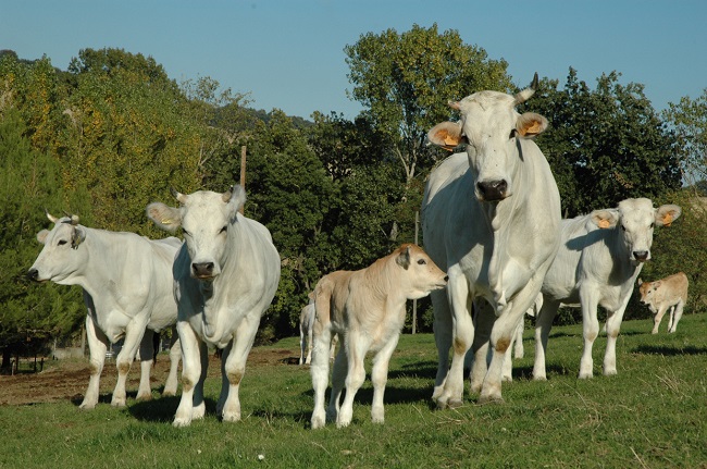 Ancona, Bovinmarche: "Perse oltre 70mila euro di forniture alle mense scolastiche" Ancona, Bovinmarche: "Perse oltre 70mila euro di forniture alle mense scolastiche"