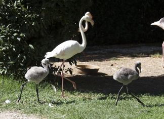 Parco Zoo Falconara, nati tre fenicotteri rosa fenicotteri