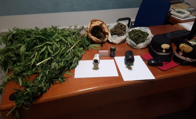 coltivazione marijuana