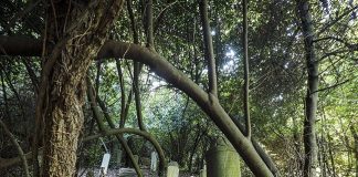 Pesaro aderisce alla Giornata Europea della Cultura Ebraica