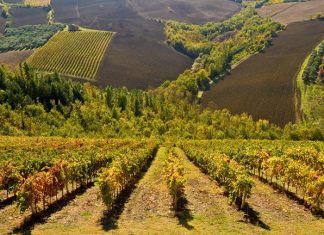 Marche, lotta alla peronospora della vite: da oggi le segnalazioni di danno