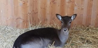 Daino dal porto di San Benedetto all’Oasi Naturalistica di Tortoreto