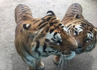 Parco Zoo Falconara, dall’8 agosto ripartono le attività per i più piccoli
