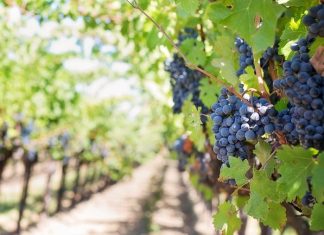 “Marche: dalla vigna alla tavola”, bando regionale per promuovere vino di qualità e ristorazione vigna