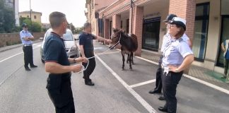 San Severino, la Polizia Locale interviene per recuperare un mulo