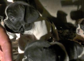 Traffico illegale di Bouledogue francesi, 3 denunce