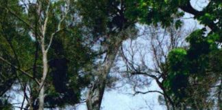 San Severino Marche, sisma: torna agibile villa Luzi Tinti