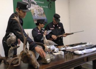 Sassoferrato, i Carabinieri forestali denunciano 2 bracconieri