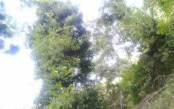 San Severino, Castello al Monte: lavori di sistemazione percorsi pedonali e aree verdi