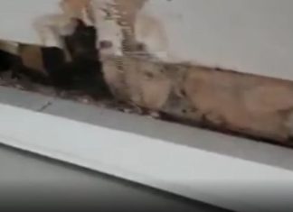 Muffa in Sae, Arcale: “A noi non sono giunte segnalazioni ma ci siamo attivati”