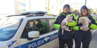 San Severino, recuperati dalla Polizia Locale due cuccioli di cane abbandonati