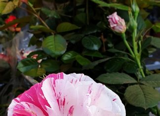 Ancona Flower Show 2020: il 6 e 7 giugno,la nona edizione