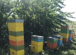 Ancona, bando della Regione per indennizzare gli apicoltori