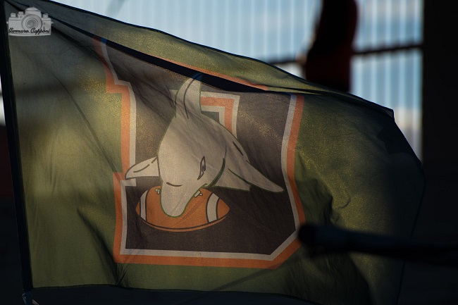 bandiera dolphins