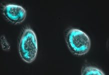 cellule euplotes