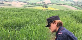 Filiera del biologico: gravi irregolarità in due aziende del maceratese