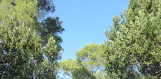 Macerata, progetto L’Agraria e Villa Lauri: gli studenti raccontano il parco