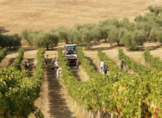 Ancona, progetto “Riesco Marche”: le iniziative