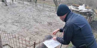 Fulminata, allevamenti di suini non autorizzati: 40.000 euro di multa al detentore