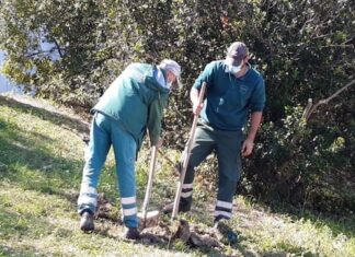 Ancona, Mosaico Verde: 500 alberi piantati in tre zone della città
