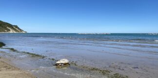 Pesaro, rilascio della tartaruga trovata a gennaio al Lido Pavarotti