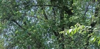 Macerata, ricordo del Maggiore dei Carabinieri Pasquale Infelisi