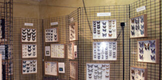 Macerata, riapre il Museo di Storia Naturale: visite gratuite e su prenotazione