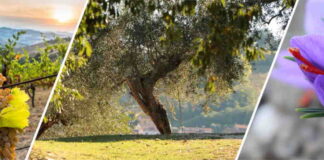 Pesaro, PSR Marche: il 14 ottobre seminario su “Pacchetto Giovani”