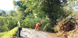 San Severino, smottamento provoca la caduta di una grossa quercia
