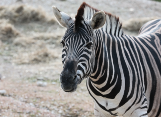 Parco Zoo Falconara, il 3 aprile ripartono le domeniche a tema