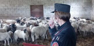 Controlli Carabinieri Forestali, sanzionato allevatore di ovini a Treia