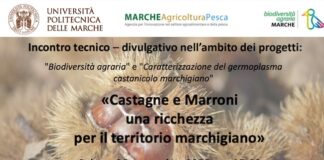 “Castagne e marroni: una ricchezza per il territorio marchigiano”, se ne parla ad Ascoli