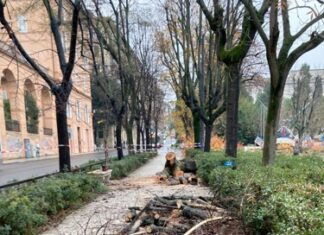 Ancona, caduta di un tiglio in piazza Cavour
