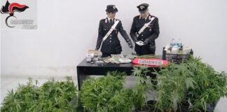 Produzione, traffico e detenzione di sostanze stupefacenti: denunciato 60enne a Fermo