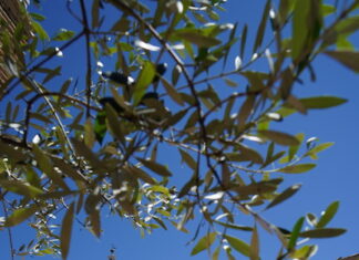 Il Santuario di Loreto