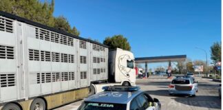 Macerata, trasporto animali vivi: controlli della Polizia Stradale