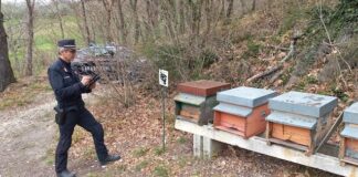 Macerata, vendita miele di Acacia: controlli dei Carabinieri Forestali