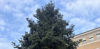 Pesaro, arriva l’albero di Natale in piazza del Popolo