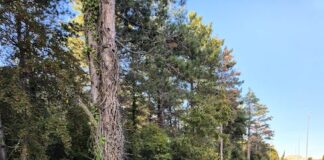 Pesaro, parco Miralfiore: decisa la chiusura notturna